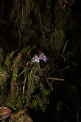 Sarcochilus ceciliae