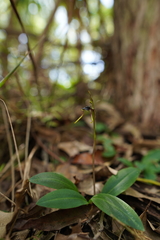 Chiloglottis diphylla