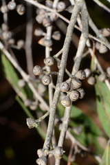 Eucalyptus fulgens