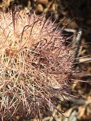 Mammillaria dioica