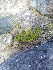Cystopteris tasmanica