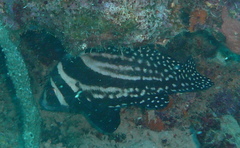 Eques punctatus