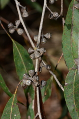 Eucalyptus fulgens