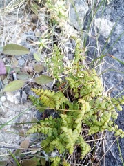 Cystopteris tasmanica