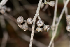 Eucalyptus fulgens