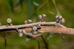 Eucalyptus fulgens
