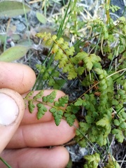 Cystopteris tasmanica