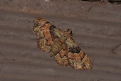 Gymnoscelis derogata