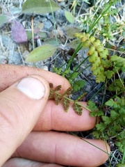 Cystopteris tasmanica