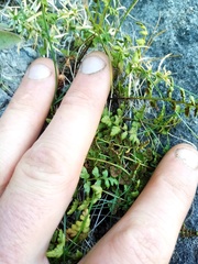 Cystopteris tasmanica