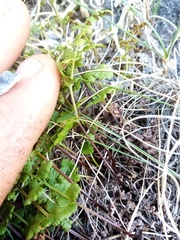 Cystopteris tasmanica