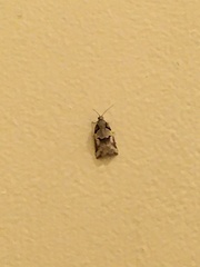 Harmologa amplexana