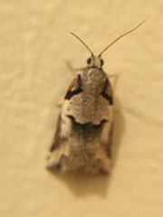 Harmologa amplexana