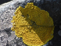 Polycauliona verruculifera