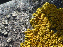 Polycauliona verruculifera