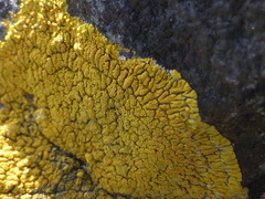 Polycauliona verruculifera