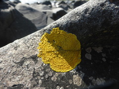 Polycauliona verruculifera