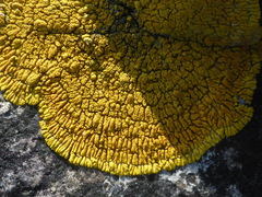 Polycauliona verruculifera