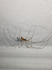 Holocnemus pluchei