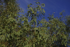 Eucalyptus viridis