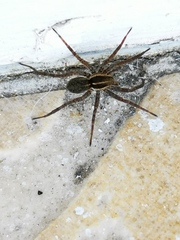 Pardosa agrestis