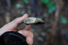 Pedinogyra rotabilis