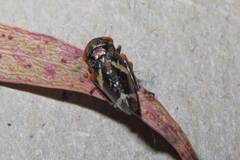 Eurymeloides punctata