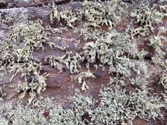 Ramalina labiosorediata