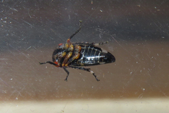 Eurymeloides punctata