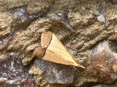 Pseudonoorda rubricostalis