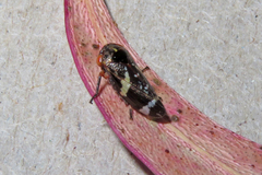 Eurymeloides punctata