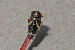 Eurymeloides punctata