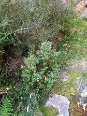 Veronica glaucophylla