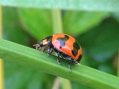 Coccinella transversalis