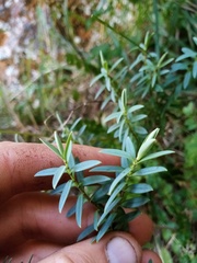 Veronica glaucophylla