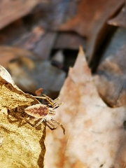 Pisaura mirabilis