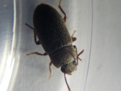Blapstinus