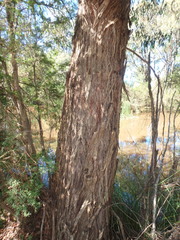 Eucalyptus fulgens