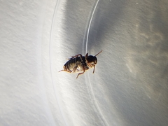 Blapstinus