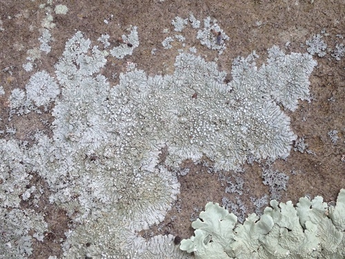 Dirinaria frostii image