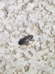 Blapstinus