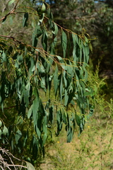 Eucalyptus fulgens