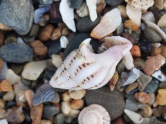 Peristernia reincarnata