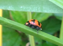 Coccinella transversalis