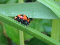 Coccinella transversalis