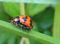 Coccinella transversalis