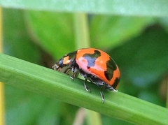 Coccinella transversalis