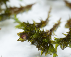 Schistidium submuticum