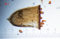 Schistidium submuticum