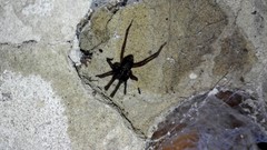 Araneomorphae